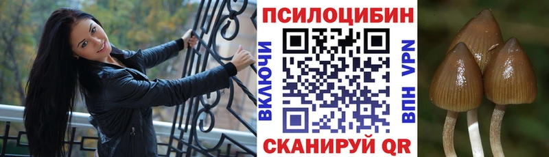 omg онион  Асино  Псилоцибиновые грибы GOLDEN TEACHER  купить наркотики цена 