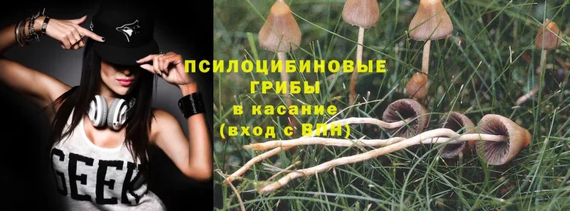 купить наркотик  Асино  Псилоцибиновые грибы Psilocybe 